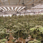 国内最大規模の「大麻栽培工場」摘発