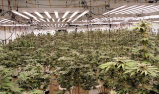 国内最大規模の「大麻栽培工場」摘発