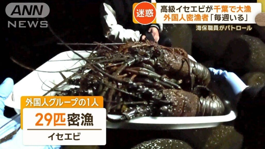 伊勢海老を大量密漁